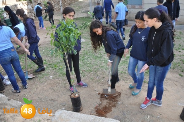 trees shamela 0321 (3).JPG